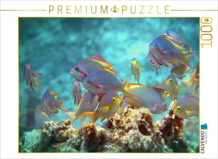 Produktbild: CALVENDO Puzzle Buntes Treiben der Fahnenbarsche | 1000 Teile Lege-Gr&ouml;&szlig;e 64x48cm Foto-Puzzle f&uuml;r gl&uuml;ckliche Stunden