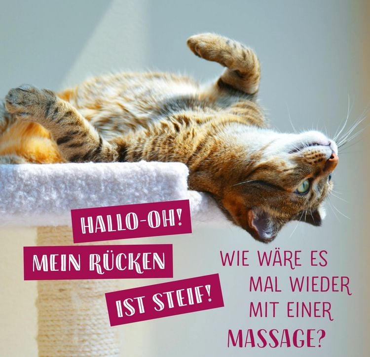 Produktbild: Die ganze Wahrheit &uuml;ber deine Katze