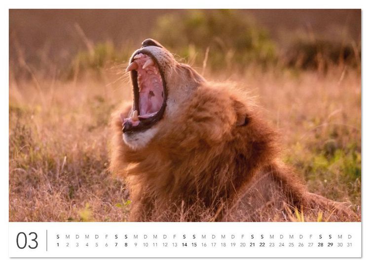 Produktbild: S&uuml;dafrika Garden Route (Wandkalender 2026 DIN A4 quer), CALVENDO Monatskalender