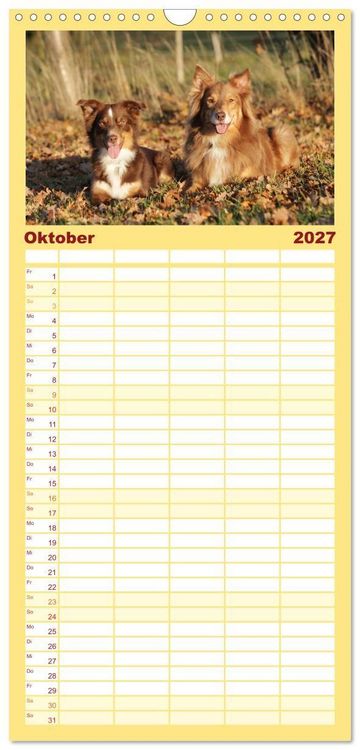 Produktbild: Familienplaner 2027 - Australian Shepherd - Treue Blicke, wilde Herzen mit 5 Spalten (Wandkalender, 21 x 45 cm) CALVENDO