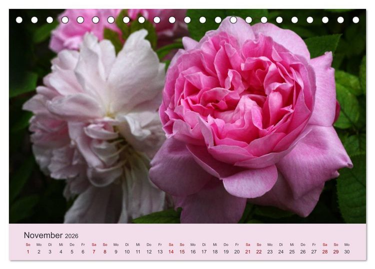 Produktbild: Rosen Reigen im Garten (Tischkalender 2026 DIN A5 quer), CALVENDO Monatskalender