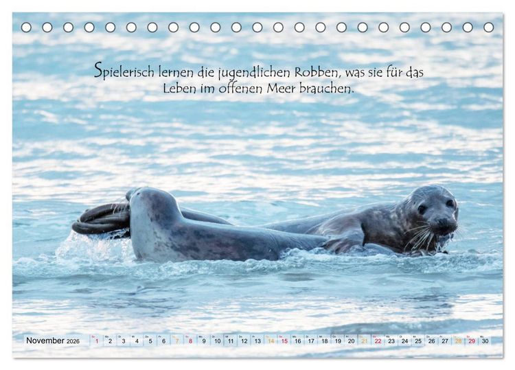 Produktbild: Kegelrobben auf der Insel D&uuml;ne (Tischkalender 2026 DIN A5 quer), CALVENDO Monatskalender