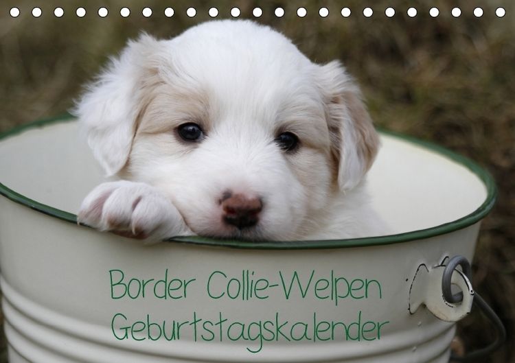 Produktbild: Border Collie-Welpen Geburtstagskalender (Tischkalender immerw&auml;hrend DIN A5 quer)