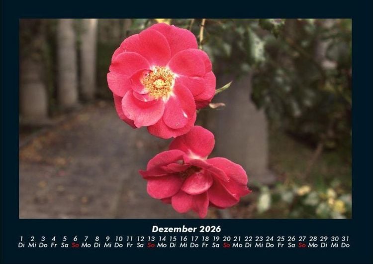 Produktbild: Blumentr&auml;ume 2026 Fotokalender DIN A4