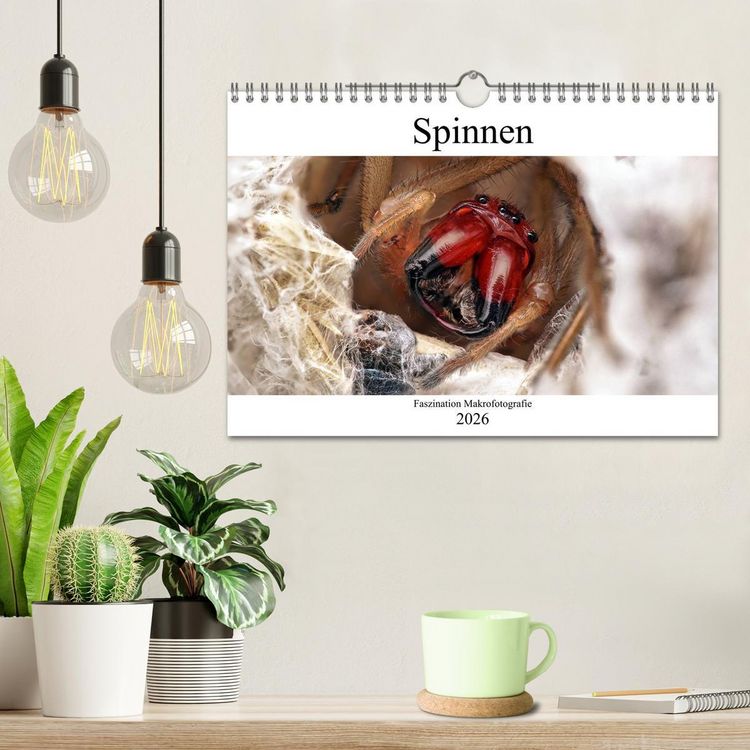 Produktbild: Faszination Makrofotografie: Spinnen (Wandkalender 2026 DIN A4 quer), CALVENDO Monatskalender