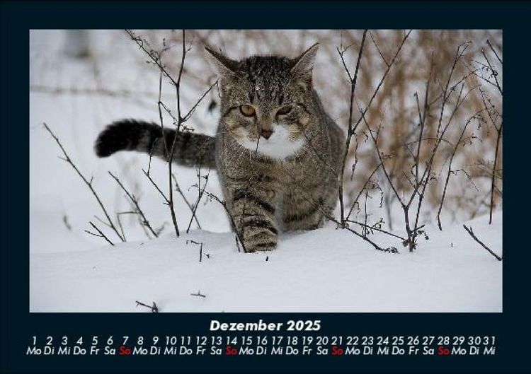 Produktbild: Katzen 2025 Fotokalender DIN A5