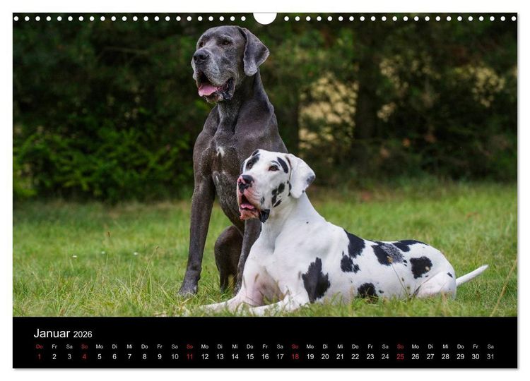 Produktbild: Deutsche Dogge 2026 (Wandkalender 2026 DIN A3 quer), CALVENDO Monatskalender