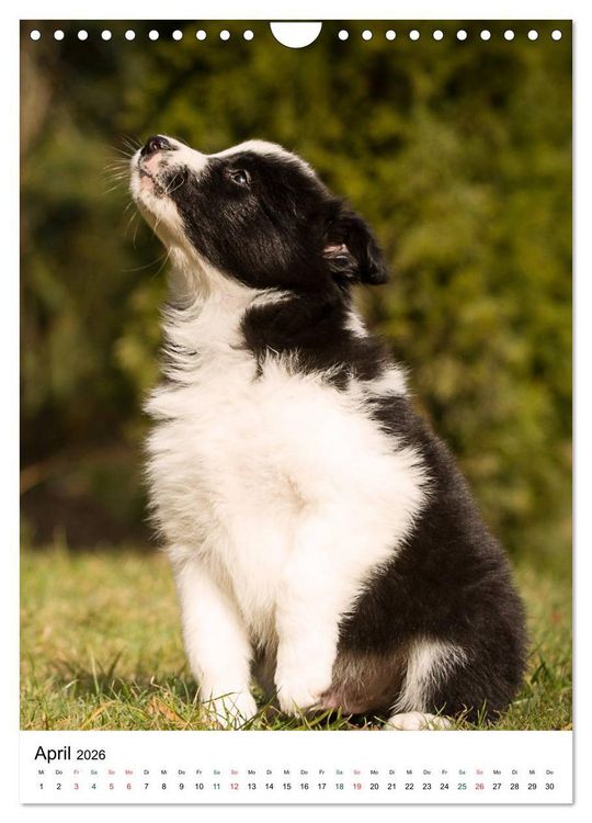 Produktbild: Border Collie Zuckerschnuten (Wandkalender 2026 DIN A4 hoch), CALVENDO Monatskalender