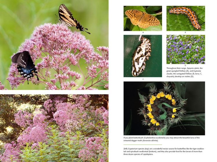 Produktbild: Bringing Nature Home