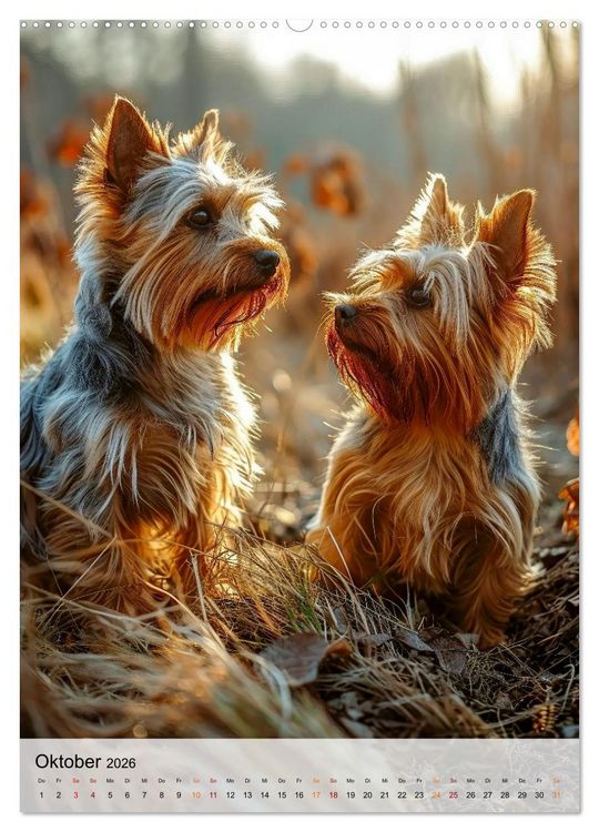 Produktbild: Yorkshire Terrier - ein Hund mit starkem Charakter (Wandkalender 2026 DIN A2 hoch), CALVENDO Monatskalender
