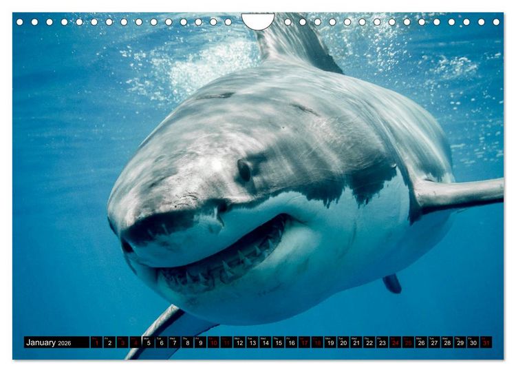 Produktbild: The Great White Shark: King of the Ocean (Wall Calendar 2026 DIN A4 landscape), CALVENDO 12 Month Wall Calendar