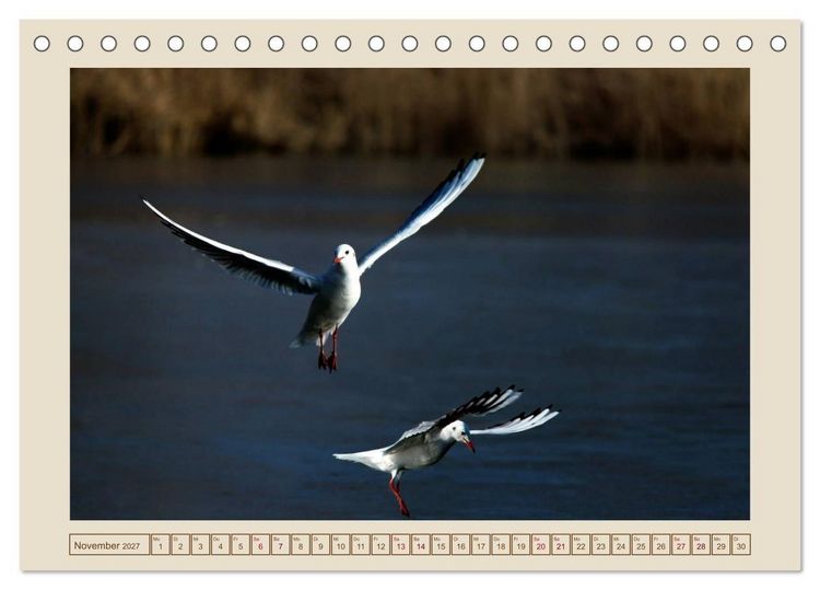 Produktbild: V&ouml;gel am Chemnitzer Schlossteich (Tischkalender 2027 DIN A5 quer), CALVENDO Monatskalender