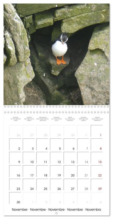 Produktbild: Puffin Pals (Wall Calendar 2026 12 &times; 12 Inch) CALVENDO 12 Month Wall Calendar