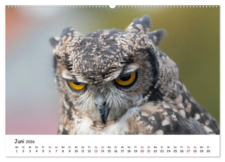 Produktbild: Eulen 2026 (Wandkalender 2026 DIN A2 quer), CALVENDO Monatskalender