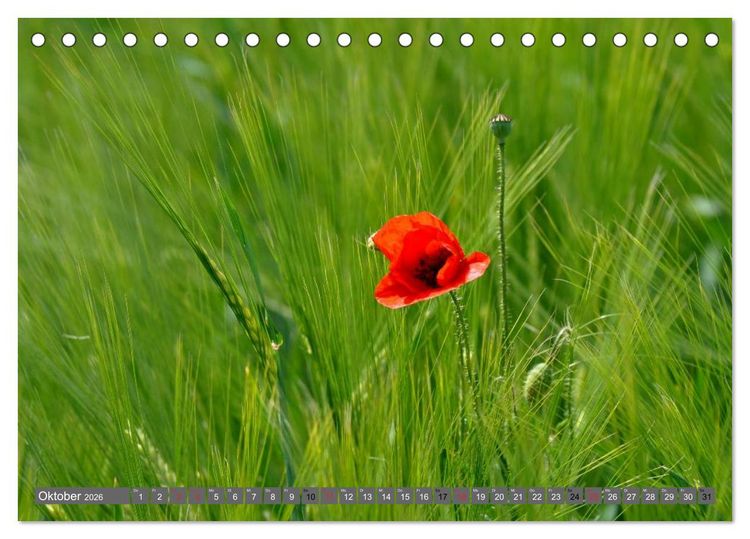 Produktbild: MOHNBL&Uuml;TEN (Tischkalender 2026 DIN A5 quer), CALVENDO Monatskalender