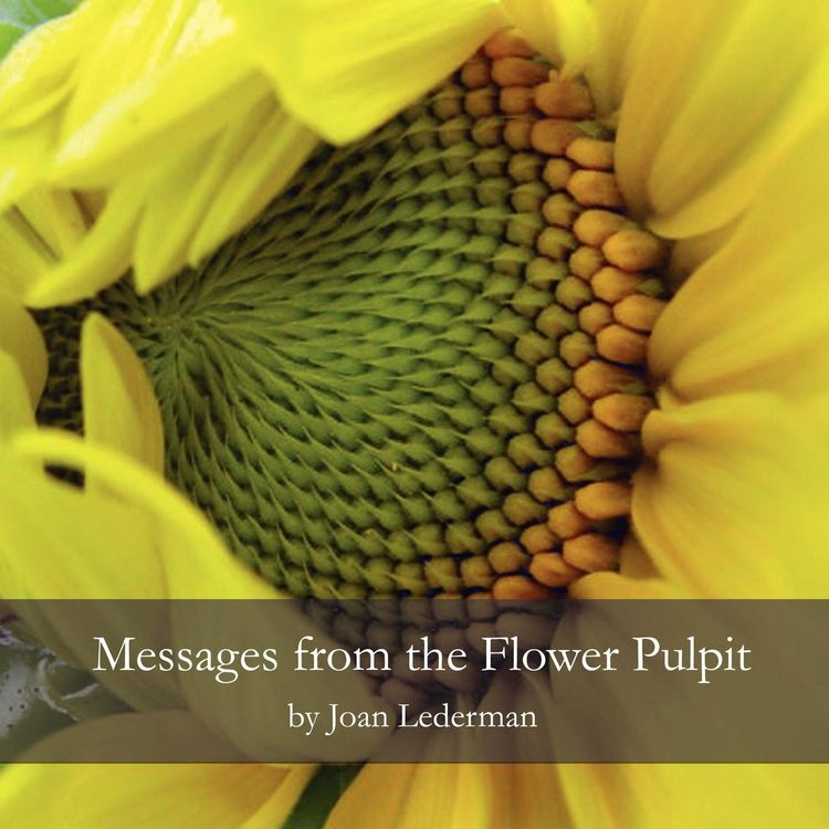 Produktbild: Messages from the Flower Pulpit