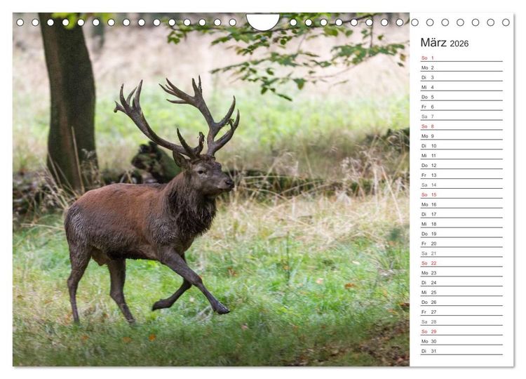 Produktbild: Emotionale Momente: Hirschbrunft. Part II. (Wandkalender 2026 DIN A4 quer), CALVENDO Monatskalender