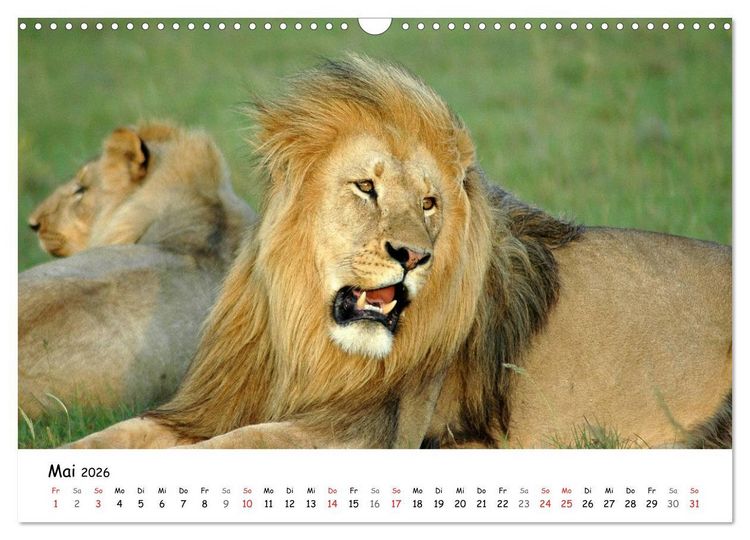 Produktbild: L&ouml;wen Impressionen (Wandkalender 2026 DIN A3 quer), CALVENDO Monatskalender