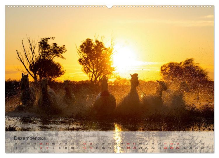 Produktbild: Die wei&szlig;en Pferde der Camargue (Wandkalender 2026 DIN A2 quer), CALVENDO Monatskalender