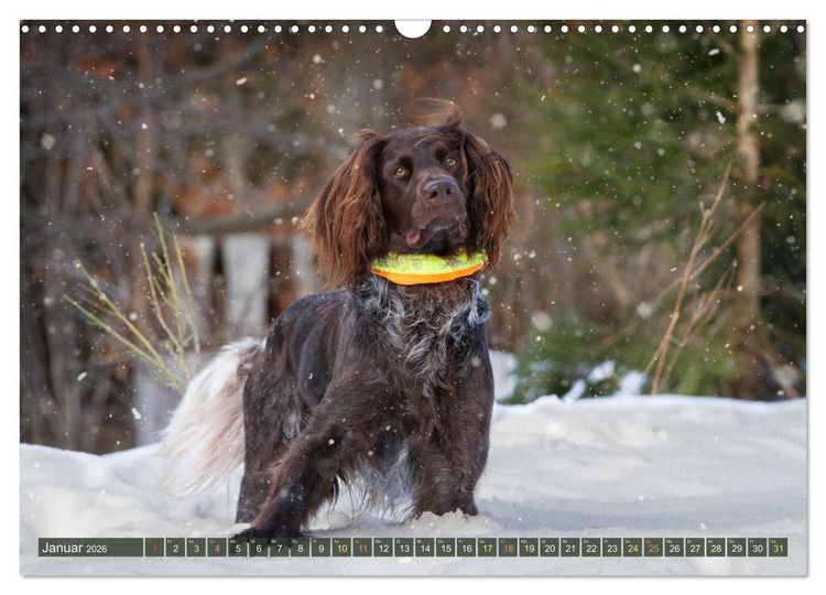 Produktbild: Jagdhund im Portrait - Deutsch Langhaar (Wandkalender 2026 DIN A3 quer), CALVENDO Monatskalender