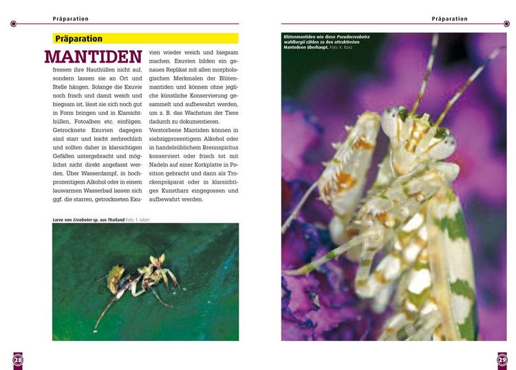 Produktbild: Bl&uuml;tenmantiden