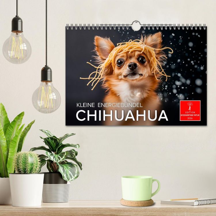 Produktbild: Chihuahua - kleine Energieb&uuml;ndel (Wandkalender 2026 DIN A4 quer), CALVENDO Monatskalender