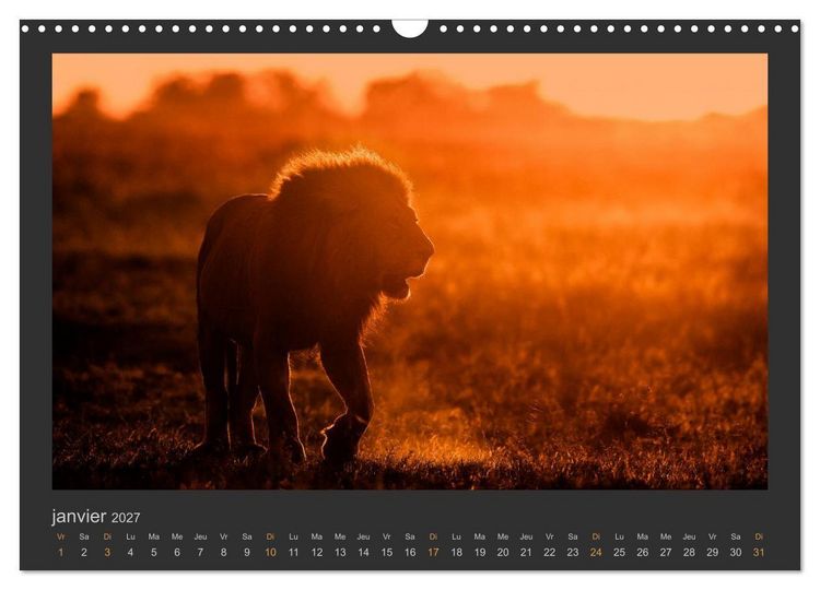 Produktbild: Lions &ndash; Photographies de la faune (Calendrier mural 2027 DIN A3 vertical), CALVENDO calendrier mensuel