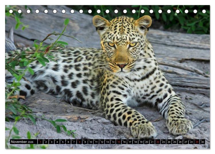 Produktbild: Die Lautlosen. Geparden und Leoparden (Tischkalender 2026 DIN A5 quer), CALVENDO Monatskalender