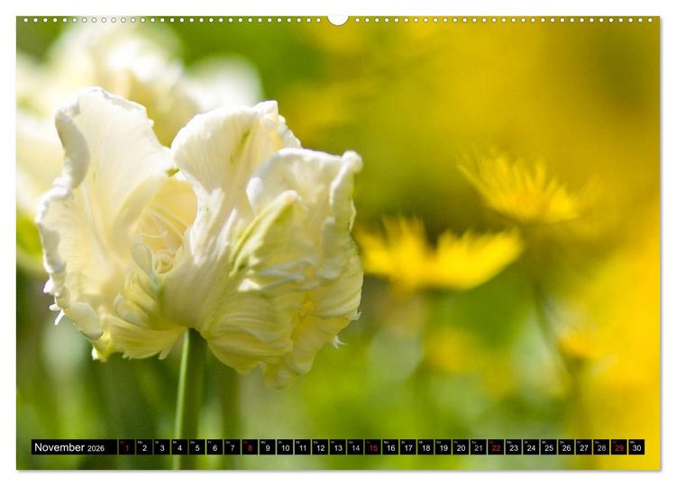 Produktbild: BLUMEN Zauber der Farben und Formen (hochwertiger Premium Wandkalender 2026 DIN A2 quer), Kunstdruck in Hochglanz