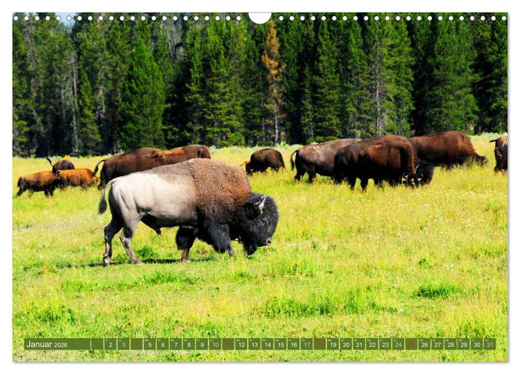 Produktbild: Der Yellowstone Nationalpark (Wandkalender 2026 DIN A3 quer), CALVENDO Monatskalender