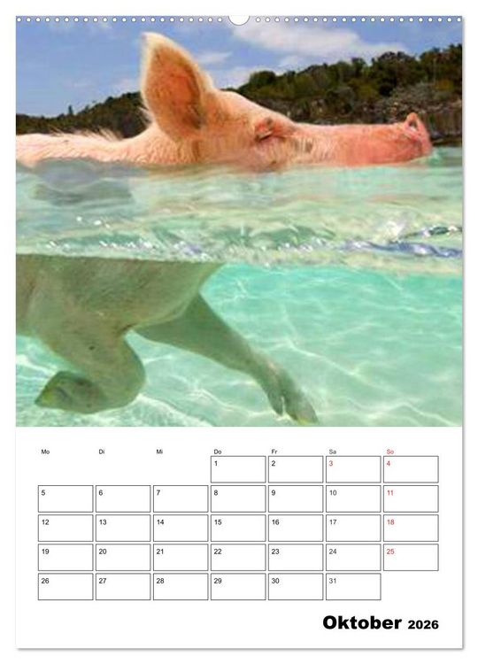 Produktbild: Schweine auf den Bahamas! (hochwertiger Premium Wandkalender 2026 DIN A2 hoch), Kunstdruck in Hochglanz