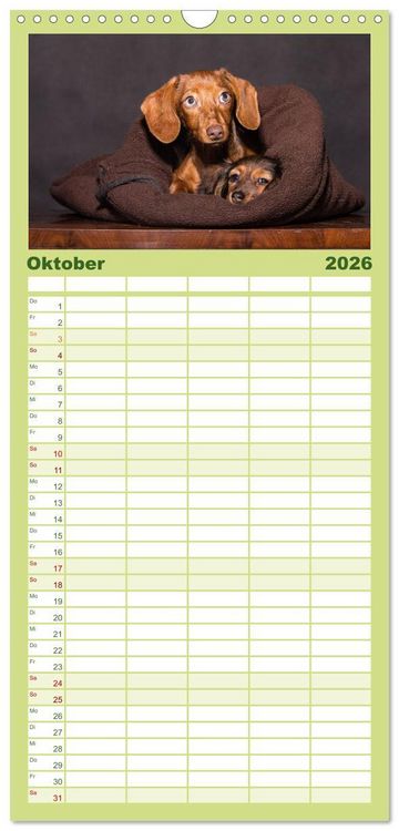 Produktbild: Familienplaner 2026 - DACKEL... wissen was sie wollen... (und was nicht...) mit 5 Spalten (Wandkalender, 21 x 45 cm) CALVENDO