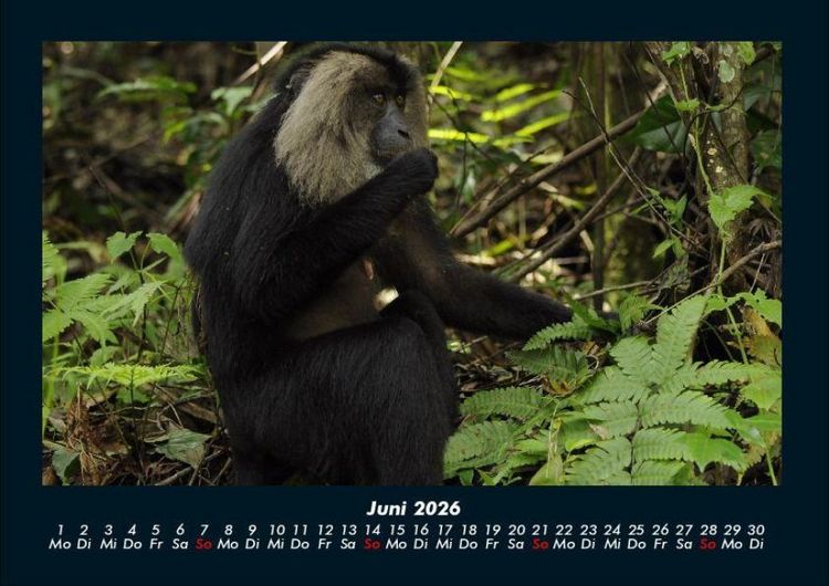 Produktbild: Affen 2026 Fotokalender DIN A4