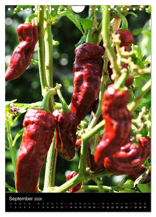 Produktbild: Chilis - H&ouml;llisch scharfe Fr&uuml;chtchen (Wandkalender 2026 DIN A4 hoch), CALVENDO Monatskalender