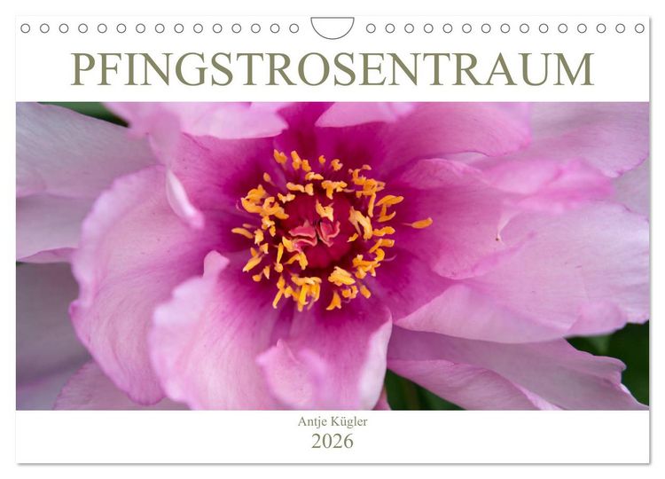 Produktbild: Pfingstrosentraum (Wandkalender 2026 DIN A4 quer), CALVENDO Monatskalender