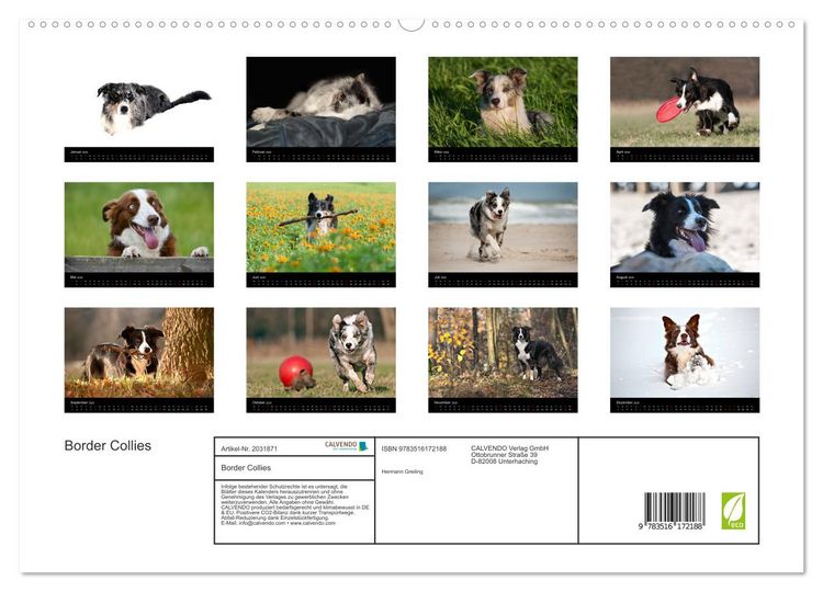Produktbild: Border Collies (hochwertiger Premium Wandkalender 2026 DIN A2 quer), Kunstdruck in Hochglanz