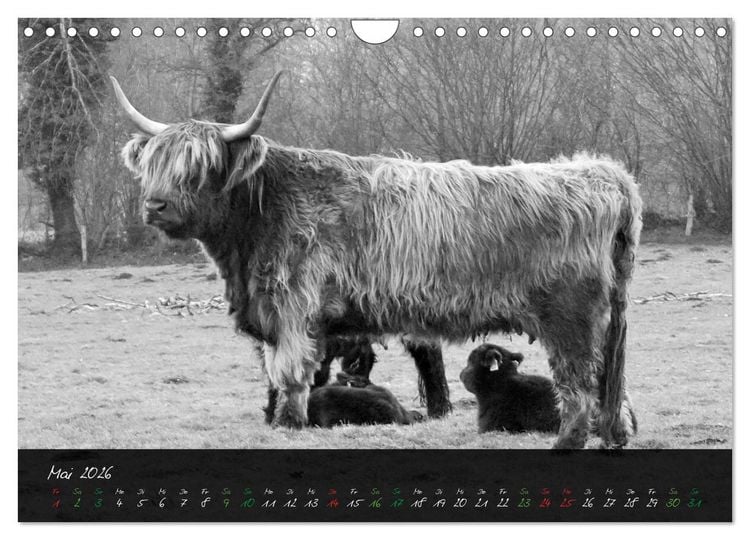 Produktbild: Highland Cattle vom Nordlicht - Faszination Hochland Rind (Wandkalender 2026 DIN A4 quer), CALVENDO Monatskalender