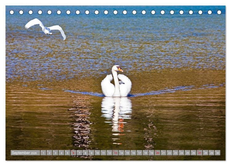 Produktbild: Der Schwanentanz (Tischkalender 2026 DIN A5 quer), CALVENDO Monatskalender