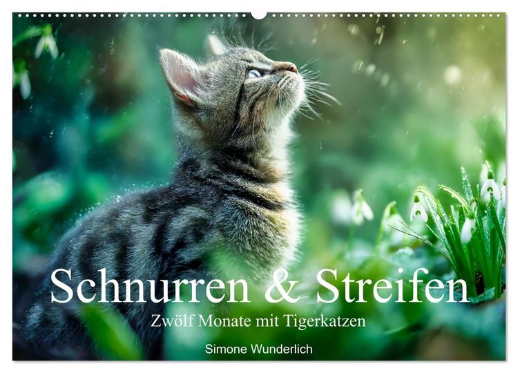 Produktbild: Schnurren & Streifen - Zw&ouml;lf Monate mit Tigerkatzen (Wandkalender 2027 DIN A2 quer), CALVENDO Monatskalender