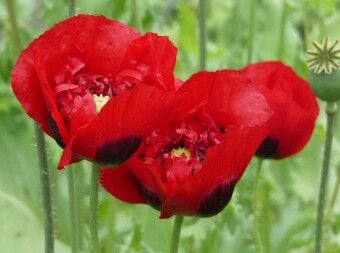 Produktbild: Klatschmohn (Puzzle)