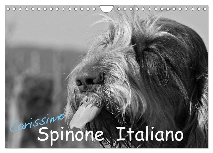 Produktbild: Carissimo Spinone Italiano (Wandkalender 2026 DIN A4 quer), CALVENDO Monatskalender