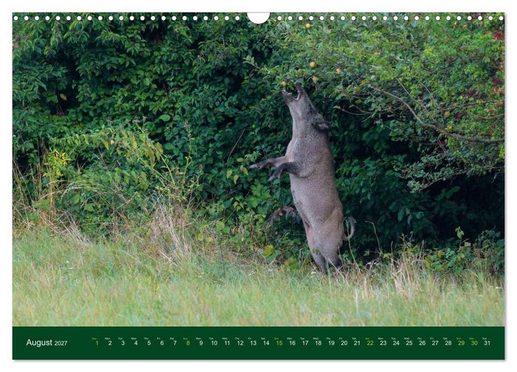 Produktbild: Wild Boars (Wall Calendar 2027 DIN A3 landscape), CALVENDO 12 Month Wall Calendar