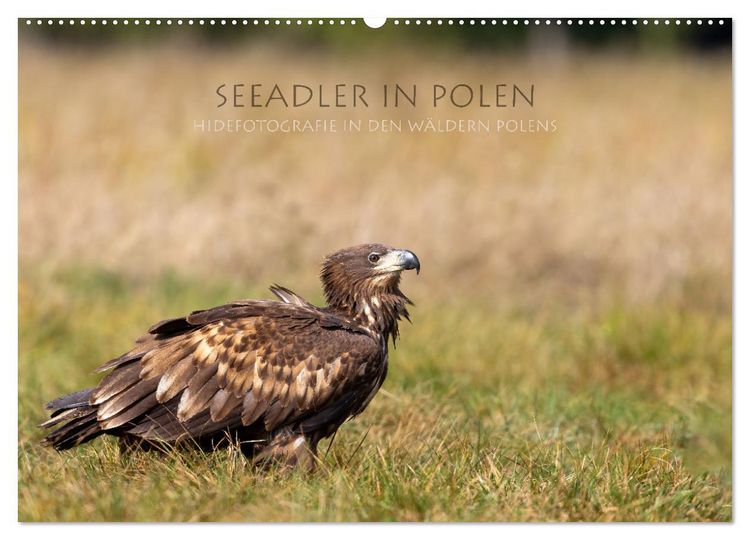 Produktbild: Seeadler in Polen (Wandkalender 2026 DIN A2 quer), CALVENDO Monatskalender