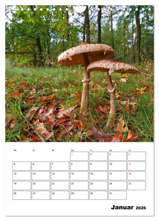 Produktbild: Heimische Waldpilze (Wandkalender 2026 DIN A4 hoch), CALVENDO Monatskalender