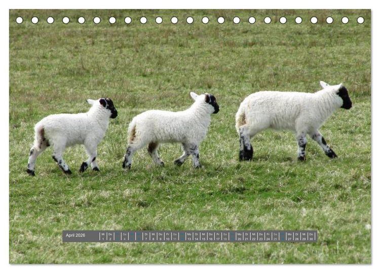 Produktbild: Schottlands Highland Schafe (Tischkalender 2026 DIN A5 quer), CALVENDO Monatskalender