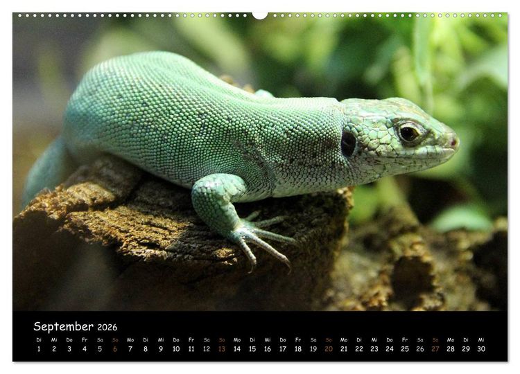 Produktbild: Reptilien 2026 (hochwertiger Premium Wandkalender 2026 DIN A2 quer), Kunstdruck in Hochglanz