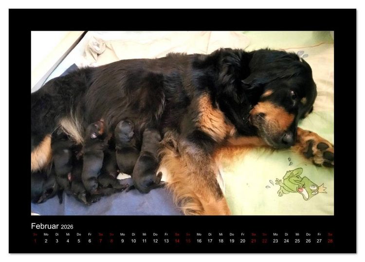 Produktbild: Der Hovawart... Dein Freund f&uuml;rs Leben ! (Tischkalender 2026 DIN A5 quer), CALVENDO Monatskalender