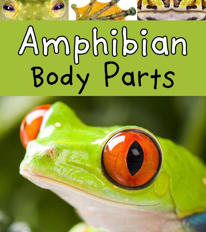 Produktbild: Amphibian Body Parts