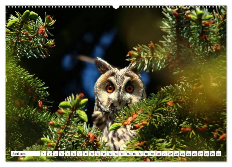Produktbild: Sch&ouml;nheiten im Federkleid - Heimische Wildv&ouml;gel im Portrait (Wandkalender 2026 DIN A2 quer), CALVENDO Monatskalender