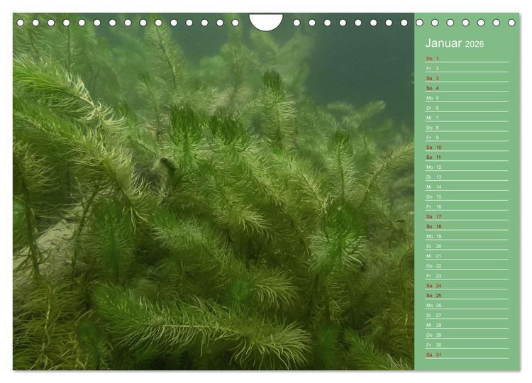 Produktbild: Baggersee - die gr&uuml;ne Welt (Wandkalender 2026 DIN A4 quer), CALVENDO Monatskalender